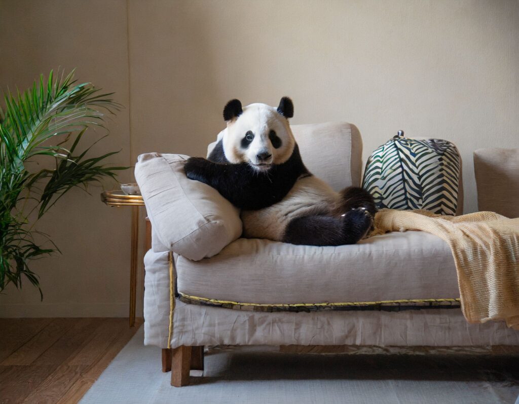 Panda assis sur un canapé et accoudé à un coussin