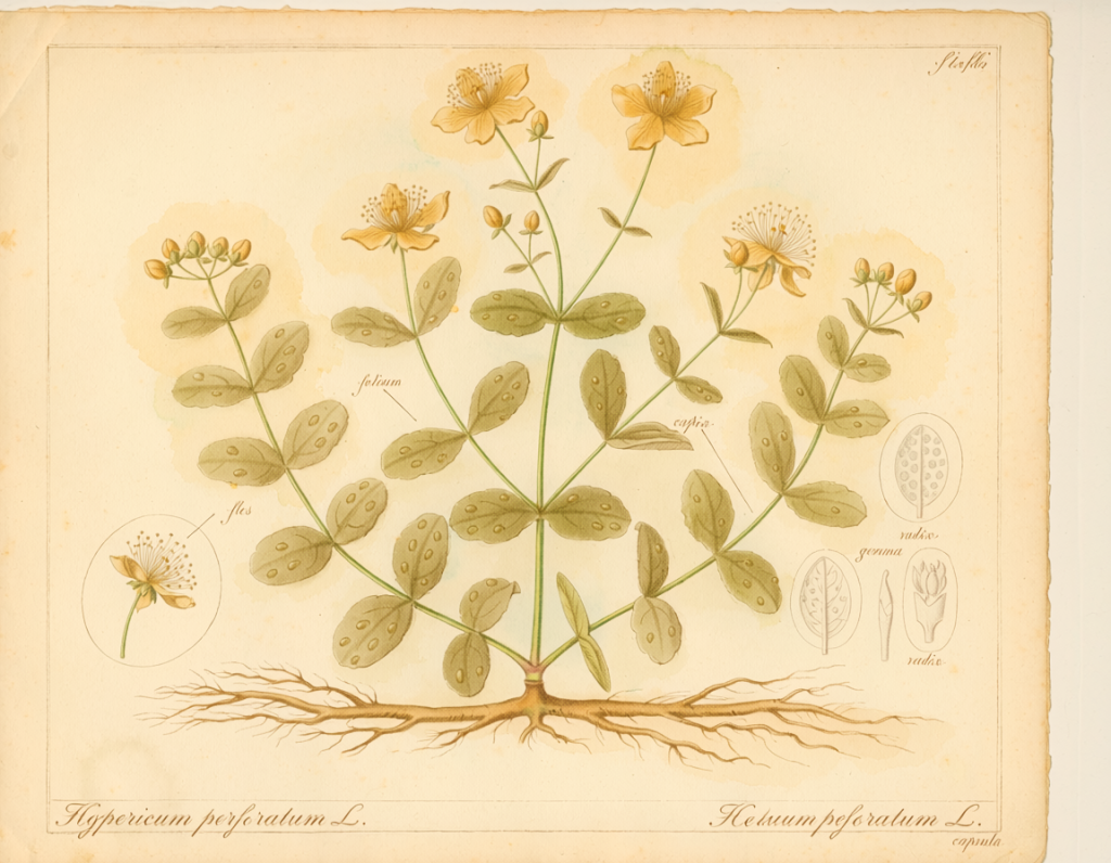 Planche botanique du Millepertuis